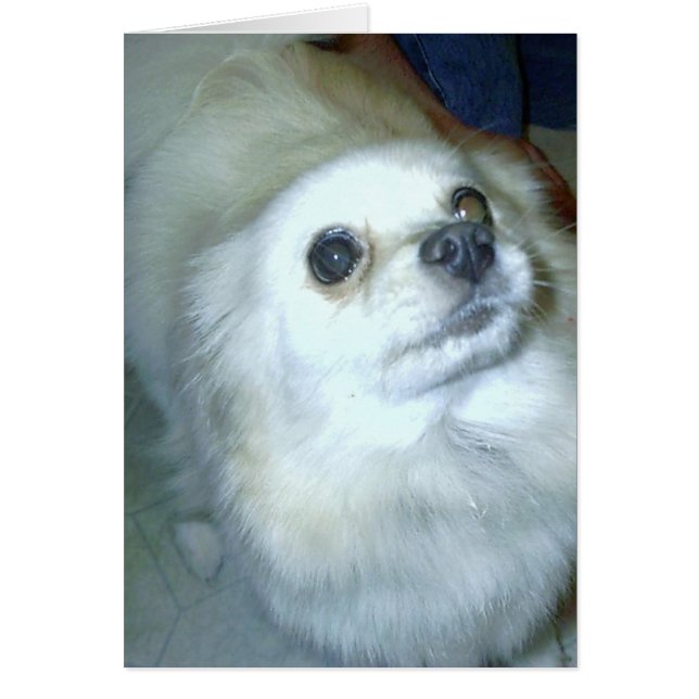 Wer bin ich? Spitz Puppy (Vorne)