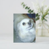 Wer bin ich? Spitz Puppy Postkarte (Stehend Vorderseite)