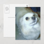 Wer bin ich? Spitz Puppy Postkarte (Vorne/Hinten)