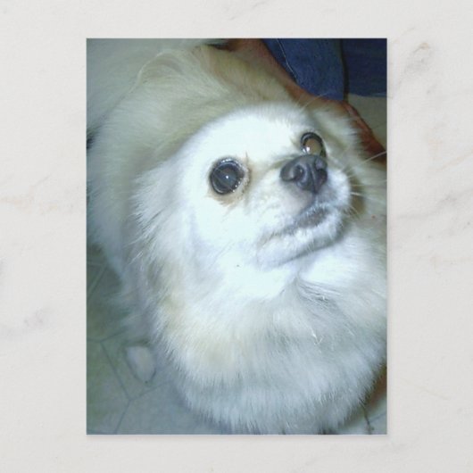 Wer bin ich? Spitz Puppy Postkarte (Vorderseite)