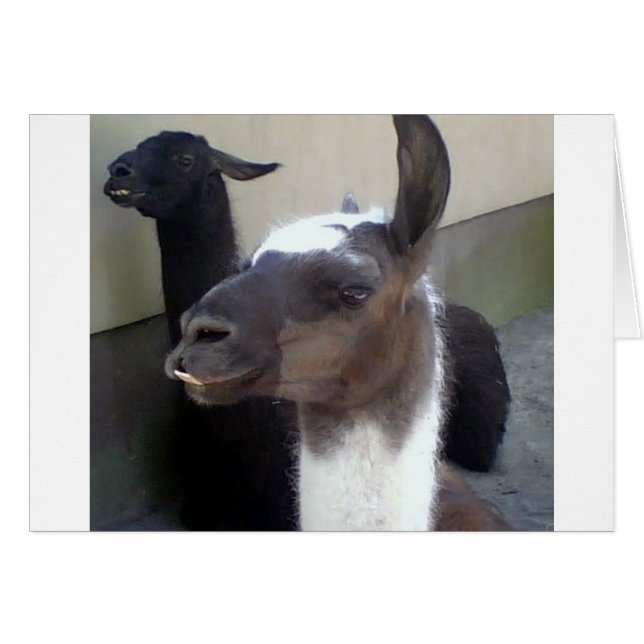 Wer bin ich? Zoo Llama Design (Vorderseite (Horizontal))