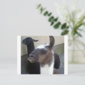 Wer bin ich? Zoo Llama Design Postkarte (Stehend Vorderseite)
