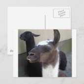 Wer bin ich? Zoo Llama Design Postkarte (Vorne/Hinten)