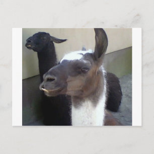 Wer bin ich? Zoo Llama Design Postkarte