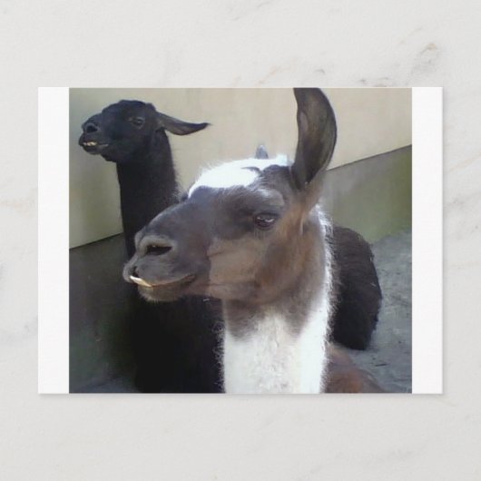 Wer bin ich? Zoo Llama Design Postkarte (Vorderseite)