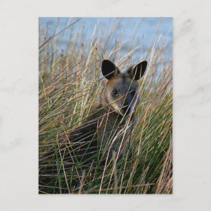 Wer bist du? postkarte