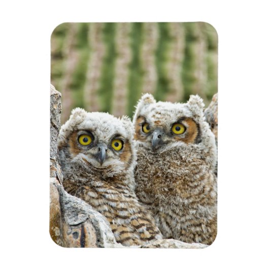 Wer da ist, das Paar von Owl's Magnet (Vertikal)