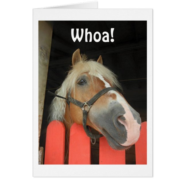 "WER DIE PFERDE SAGT" RUBRIK FÜR DIE GROSSE "50" (Vorne)