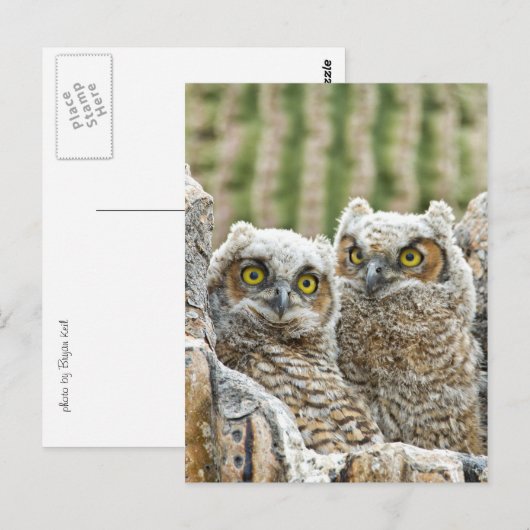 Wer ist da? Owl-Paar Postkarte (Vorne/Hinten)