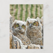Wer ist da? Owl-Paar Postkarte (Vorderseite)