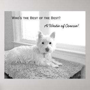 Wer ist die Beste der Besten? Ein Westie of Course Poster