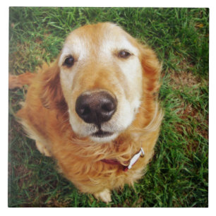 Wer ist ein guter Junge? Fliese