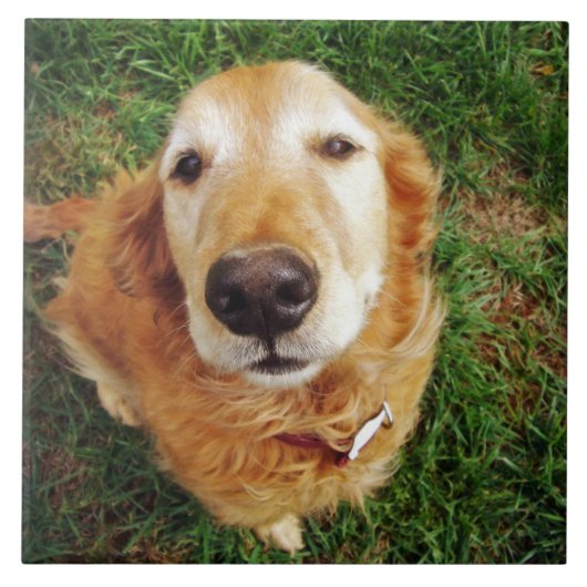 Wer ist ein guter Junge? Fliese (Vorderseite)