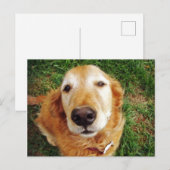 Wer ist ein guter Junge? Postkarte (Vorne/Hinten)