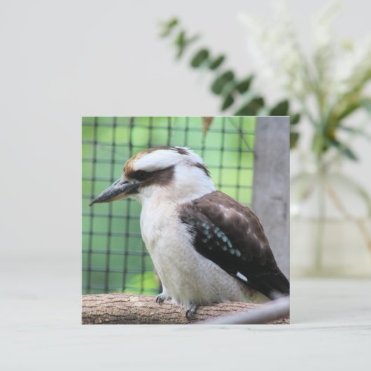 Wer nennt einen Kook (Stehend Vorderseite)