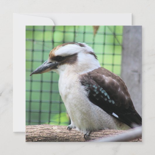 Wer nennt einen Kook (Vorderseite)