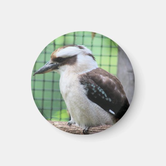Wer nennt einen Kook Magnet (Vorne)