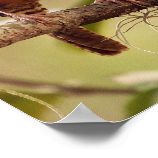 Wer Singen möchte, findet einen Song Gesang Bird Poster (Ecke)