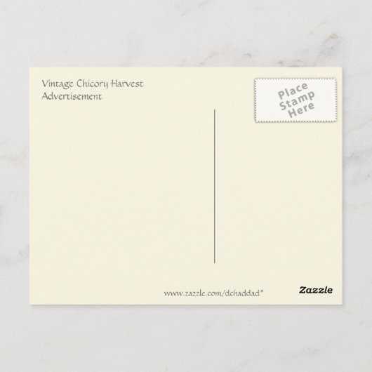 Werbung für Chicory Harvest Postkarte (Rückseite)