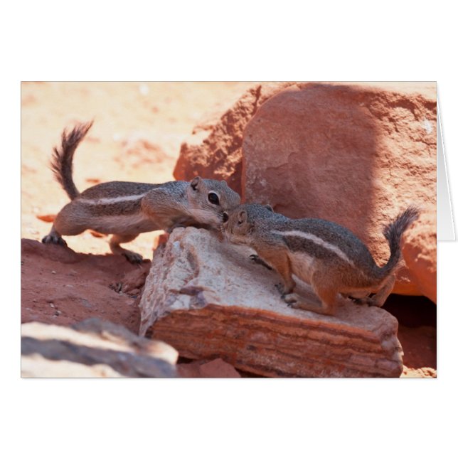 Werfen Sie Kuss (Vorderseite (Horizontal))