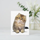 Wertvoll Kitten Postkarten (Stehend Vorderseite)