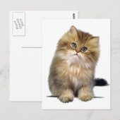 Wertvoll Kitten Postkarten (Vorne/Hinten)