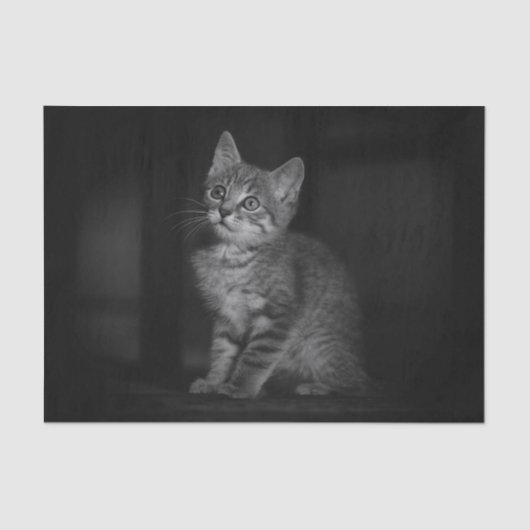 Wertvoll Kitten Seidenpapier (Vorderseite)