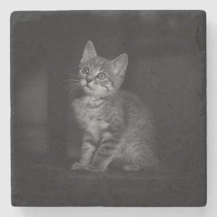 Wertvoll Kitten Steinuntersetzer