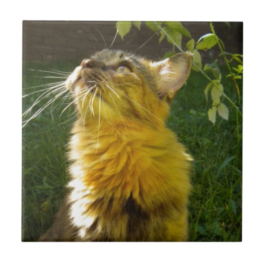 Wertvoll Kitty Tile Trivet Fliese (Vorderseite)