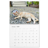 .Wertvoll Paws 2025 Calendar. Kalender (Jan 2027)