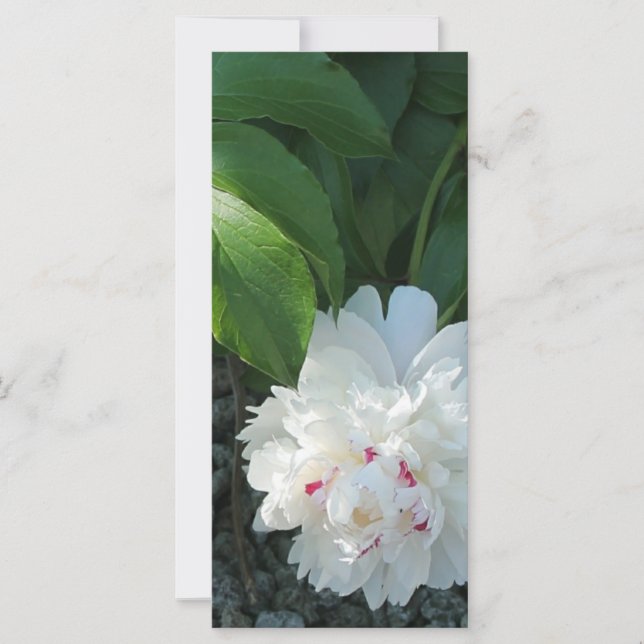 Wertvoll Peony Lesezeichen (Vorderseite)