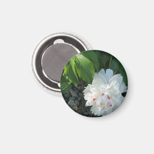 Wertvoll Peony Magnet (Vorderseite/Rückseite)