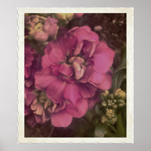 wertvoll-rosa-Peony Poster (Vorne)