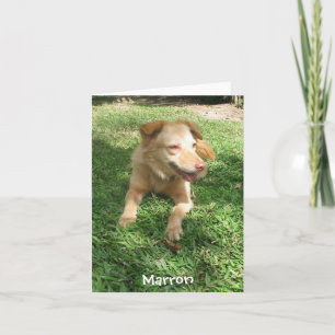 Wertvolle Hunde-Reihe:  Marron Karte