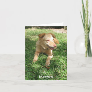 Wertvolle Hunde-Reihe:  Marron Karte