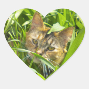 Wertvolle Jungle Kitty Stickers