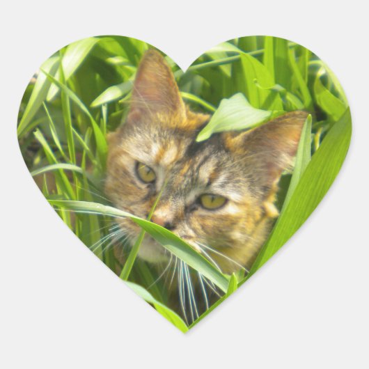 Wertvolle Jungle Kitty Stickers (Vorderseite)