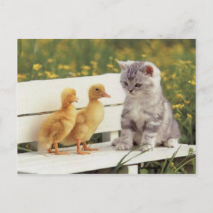 Wertvolle Katzen, Kätzchen, Geschenke - Individuel Postkarte