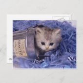 Wertvolle Katzen- und Kittenfotos, Geschenke, Post Postkarte (Vorne/Hinten)