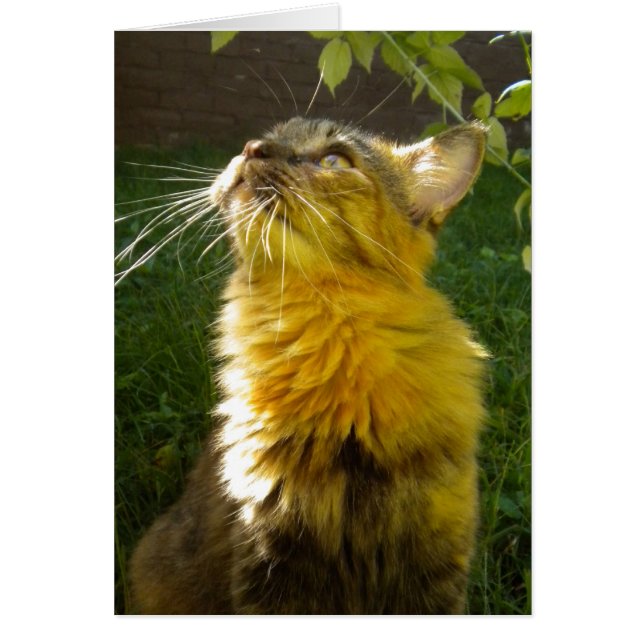Wertvolle Kitty-Jeder Anlass-Karte (leer) (Vorne)
