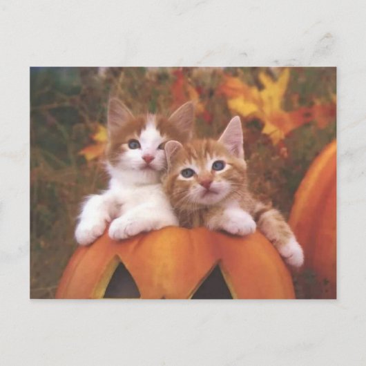 Wertvolle Pumpkatzenkatzen - individuell anpassbar Postkarte (Vorderseite)