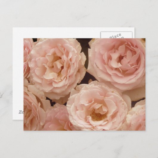 Wertvolle Rose Postkarte (Vorne/Hinten)