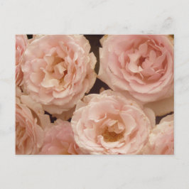 Wertvolle Rose Postkarte