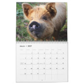 Wertvolle Schweine 2026 Kalender (Mär 2027)
