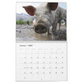 Wertvolle Schweine 2026 Kalender (Jan 2027)
