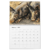 Wertvolle Schweine - Kalender 2016 (Feb 2027)