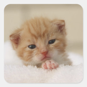 Wertvolle süße kleine Kätzchenaufkleber Quadratischer Aufkleber