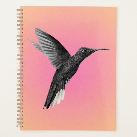 Wertvoller Hummingvogel in Rosa Orange Planer (Vorderseite)