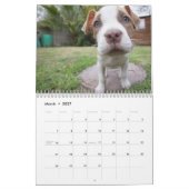 Wertvoller Kalender der Welpen-2016 (Mär 2027)