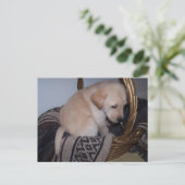 Wertvoller Labrador Postkarte (Stehend Vorderseite)
